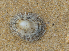 Scutellastra peronii