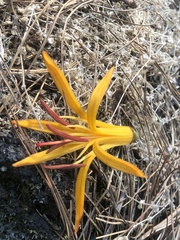 Psittacanthus macrantherus