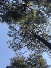 Psittacanthus macrantherus