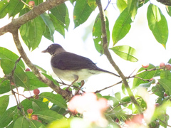 Turdus assimilis