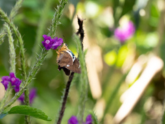 Astraptes fulgerator