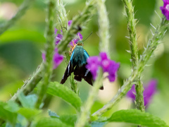 Astraptes fulgerator