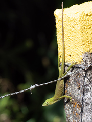 Anolis biporcatus