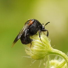 Ripiphorus