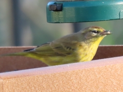 Setophaga palmarum hypochrysea