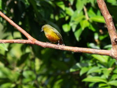 Euphonia gouldi