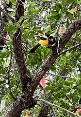 Icterus icterus