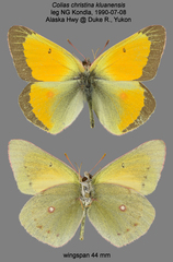 Colias christina