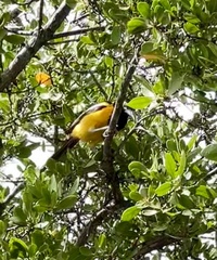 Icterus icterus