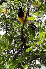 Icterus icterus