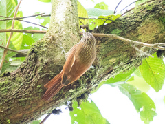 Lepidocolaptes souleyetii