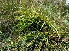 Chlorophytum comosum