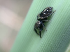Dendryphantes mordax
