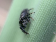 Dendryphantes mordax