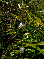 Chlorophytum comosum