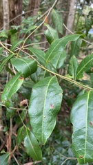 Glochidion ferdinandi