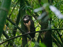 Pulsatrix perspicillata