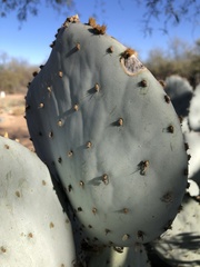 Opuntia aciculata