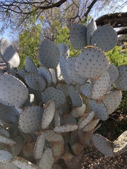 Opuntia aciculata