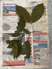 Mischocarpus lachnocarpus