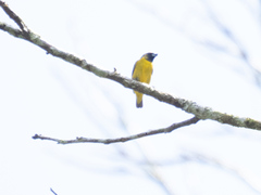 Euphonia