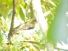 Lepidocolaptes souleyetii