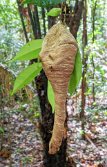 Angiopolybia
