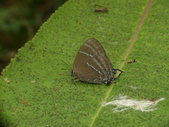 Atlides havila