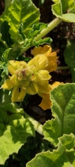 Ibicella lutea
