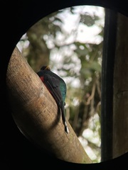 Trogon personatus