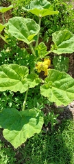 Ibicella lutea