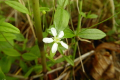 Moehringia lateriflora