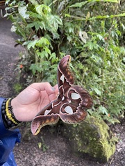 Rothschildia aricia