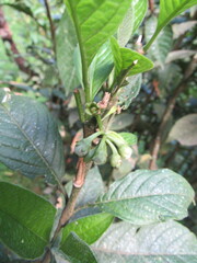 Solanum oblongifolium