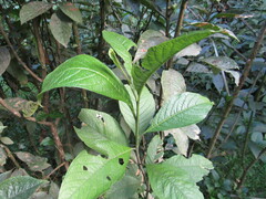 Solanum oblongifolium