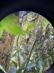 Andigena laminirostris