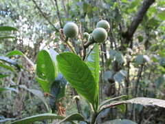 Solanum oblongifolium