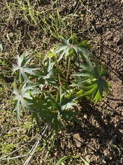 Delphinium cardinale