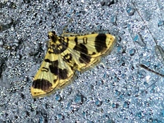 Image of Bradina aaronalis