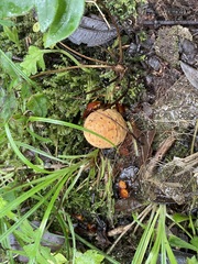 Corynaea