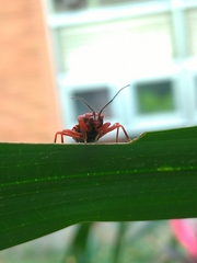 Haematoloecha nigrorufa