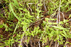 Moehringia lateriflora