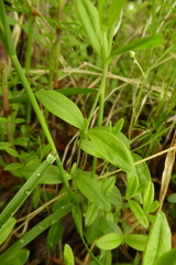 Moehringia lateriflora