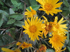Munnozia senecionidis