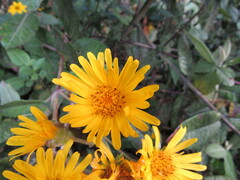 Munnozia senecionidis