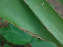 Tetragnatha squamata