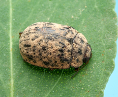 Trachymela pustulosa