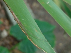 Tetragnatha squamata