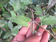 Munnozia senecionidis