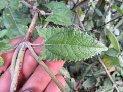 Munnozia senecionidis